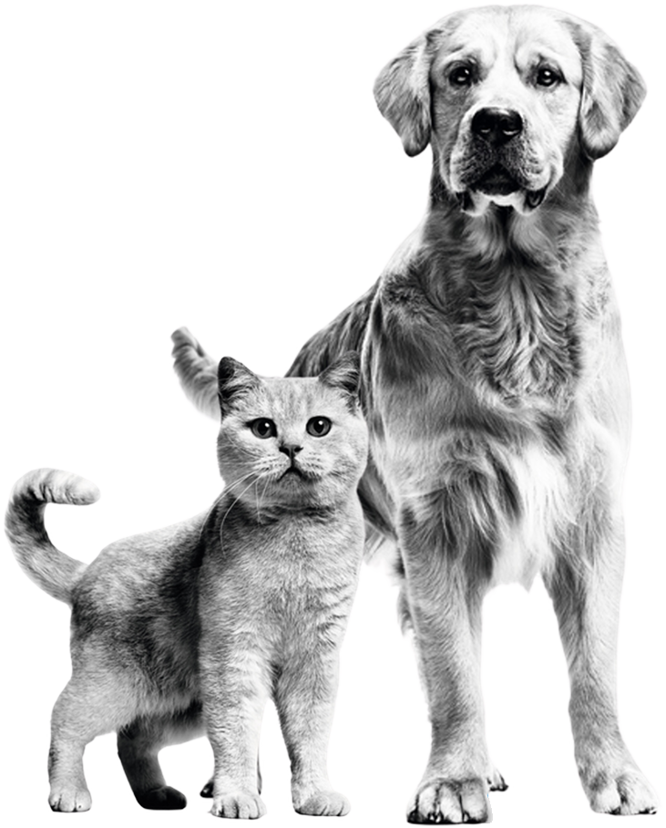 dog cat