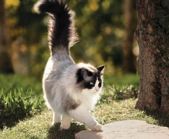 cat