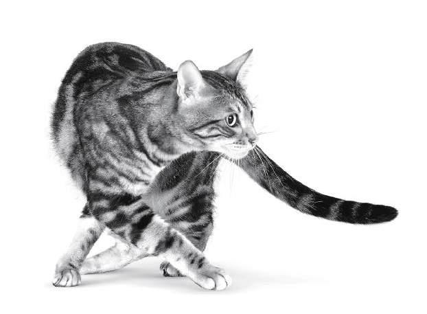 cat