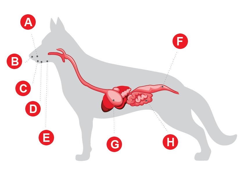 dog