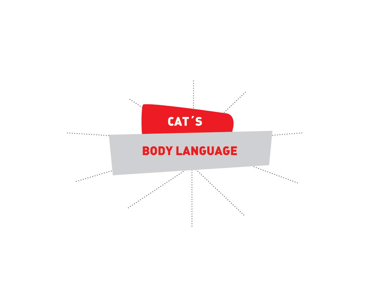 貓咪的CAT'S, 身體語言 BODY LANGUAGE 貓咪的CAT'S, 身體語言 BODY LANGUAGE