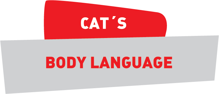 貓咪的CAT'S, 身體語言 BODY LANGUAGE 貓咪的CAT'S, 身體語言 BODY LANGUAGE